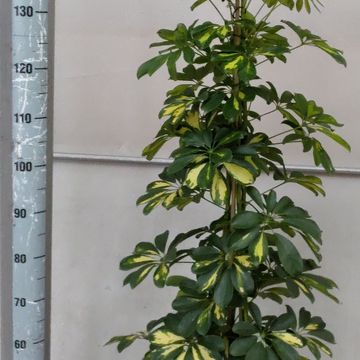 Schefflera arboricola 'Gold Capella'