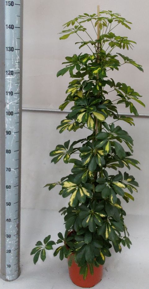 Schefflera arboricola 'Gold Capella'