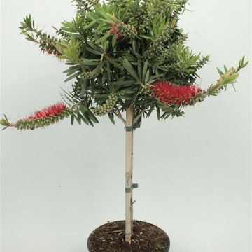 Callistemon viminalis 'Captain Cook'