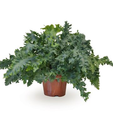 Phlebodium aureum DAVANA