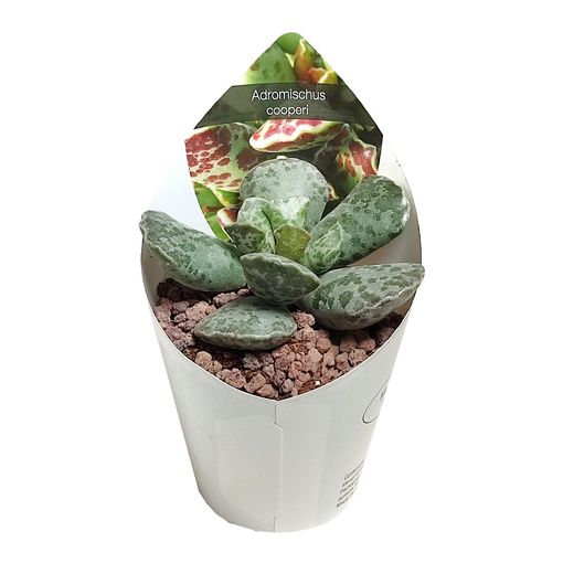 Adromischus cooperi