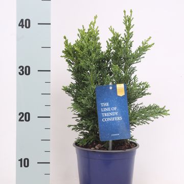 Chamaecyparis obtusa 'Draht'