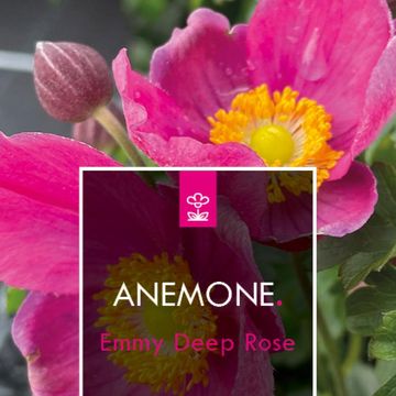 Anemone hupehensis EMMY DEEP ROSE — Plant Wholesale FlorAccess
