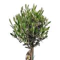 Olea europaea