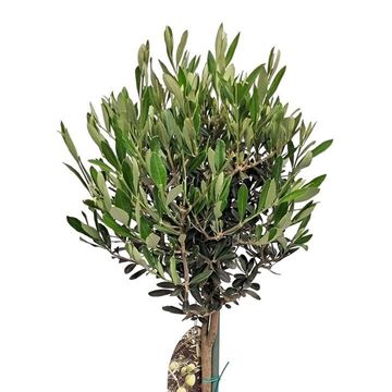 Olea europaea