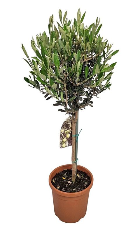 Olea europaea