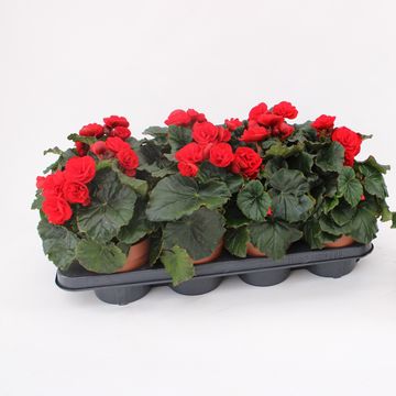Begonia GLORY RED