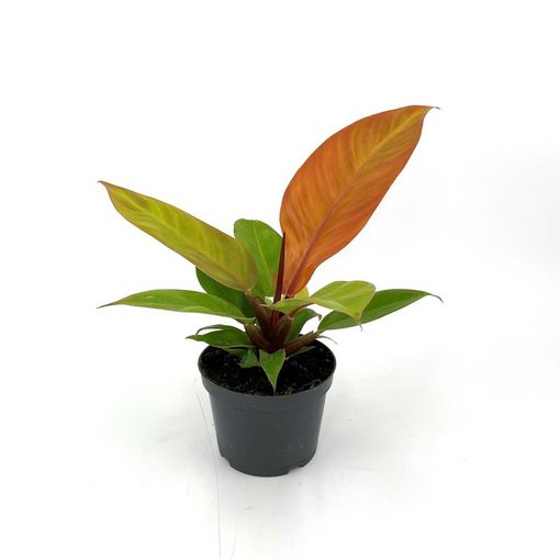 Philodendron 'Prince of Orange'