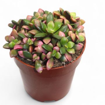 Anacampseros rufescens 'Sunrise'