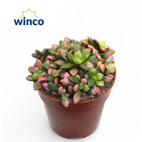 Anacampseros rufescens 'Sunrise'