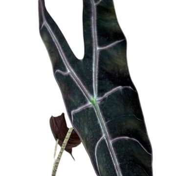 Alocasia longiloba PURPLE