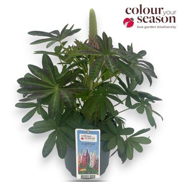 Lupinus WEST COUNTRY RED
