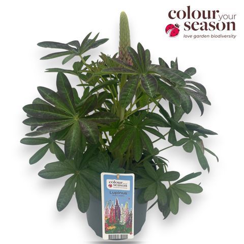 Lupinus WEST COUNTRY RED