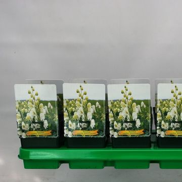 Aconitum napellus 'Schneewittchen'