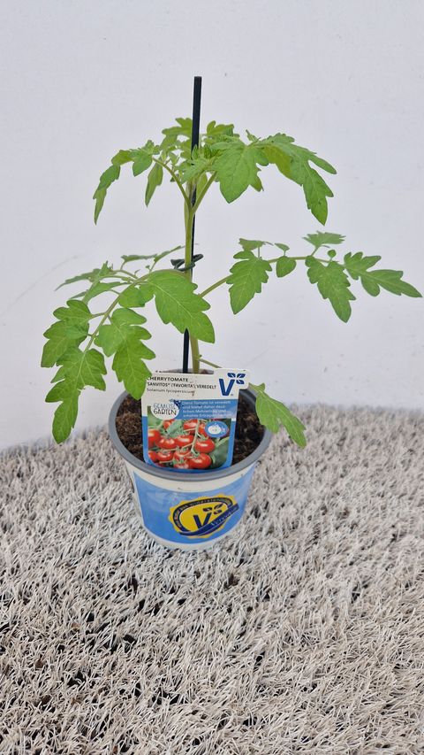 Solanum lycopersicum 'Sanvitos'