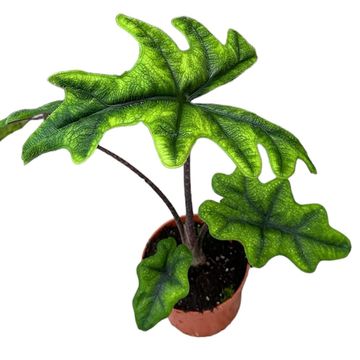 Alocasia 'Jacklyn'