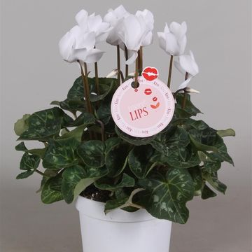 Cyclamen persicum SUPER SERIE S ALLURE MIX