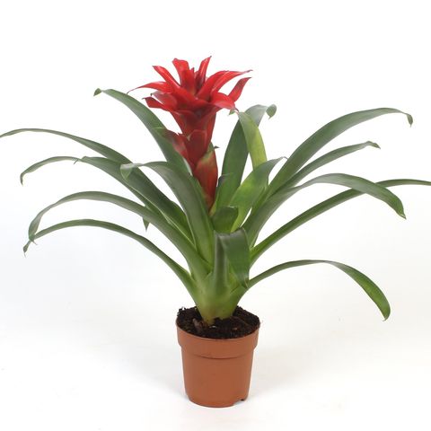 Guzmania 'Denise'