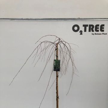 Betula pendula 'Youngii'