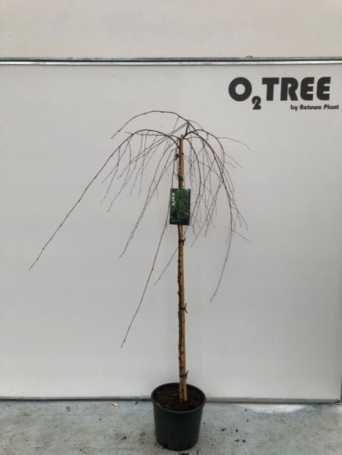 Betula pendula 'Youngii'