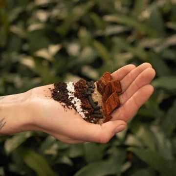 Substrates FICUS MIX