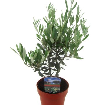 Olea europaea