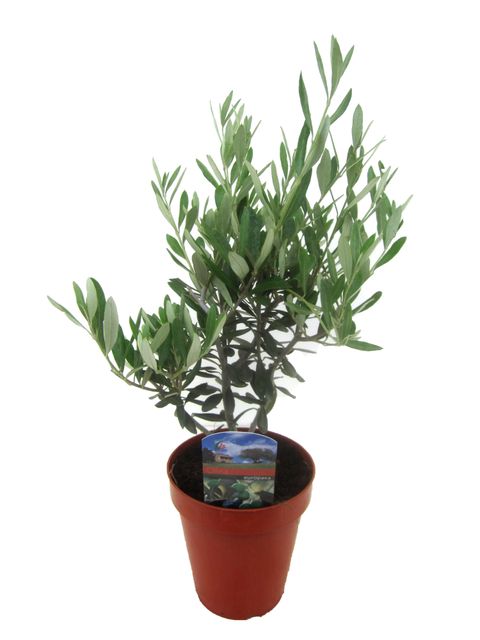 Olea europaea