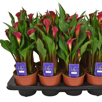 Zantedeschia 'Red Charm'