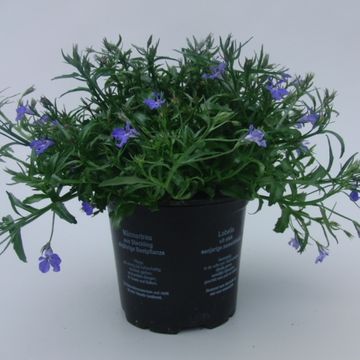 Lobelia 'Richardii'