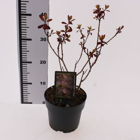 Cotinus coggygria 'Royal Purple'