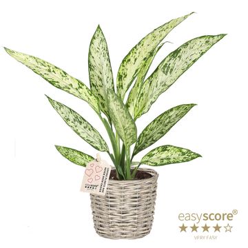 Dieffenbachia 'Vesuvius'