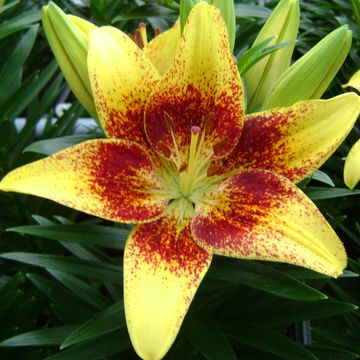 Lilium 'Tiny Nugget'