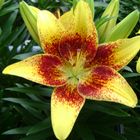 Lilium 'Tiny Nugget'