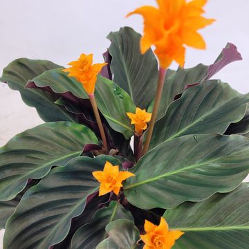 Calathea crocata TASSMINIA