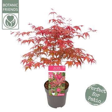 Acer palmatum 'Beni-maiko'