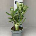 Adenium obesum