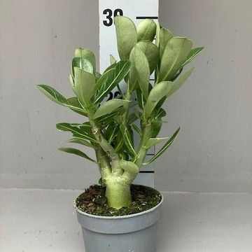 Adenium obesum
