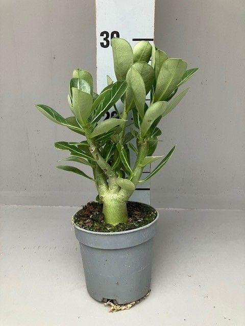 Adenium obesum