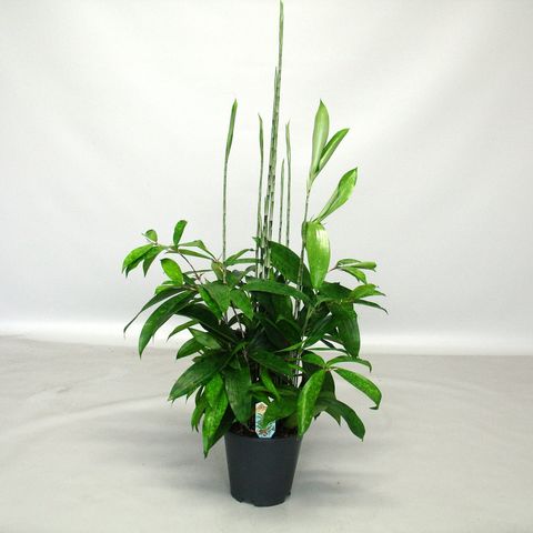 Dracaena surculosa