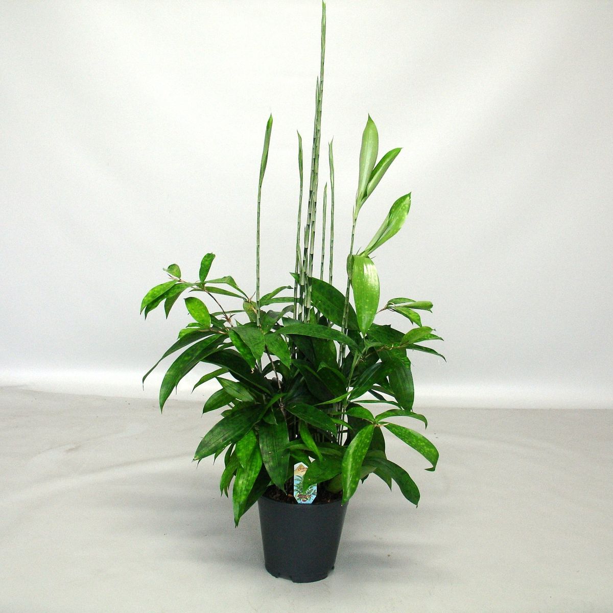 Dracaena surculosa — Plant Wholesale FlorAccess