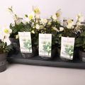 Helleborus niger 'Mont Blanc'