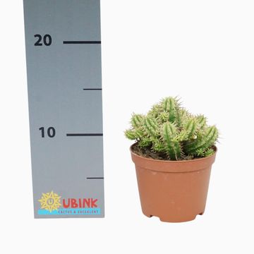 Euphorbia aggregata variegata