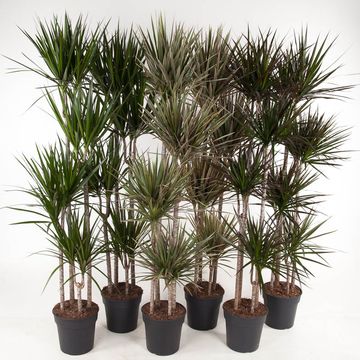 Dracaena MIX