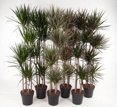 Dracaena MIX