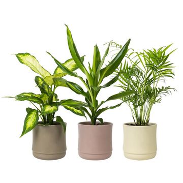 Plantas de interior MIX