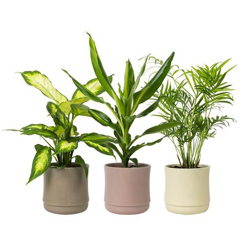 Plantes d'interieur MIX