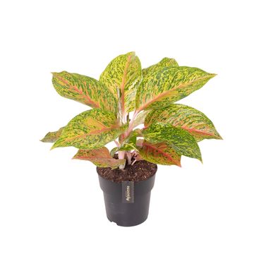 Aglaonema 'Grand Bouquet'