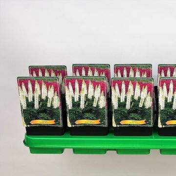 Lupinus 'Noble Maiden'