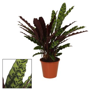 Calathea lancifolia 'Insigne'