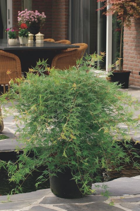 Acer palmatum 'Emerald Lace'